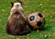 米兰体育网页版-欧冠焦点关键战役即将打响，胜负难料